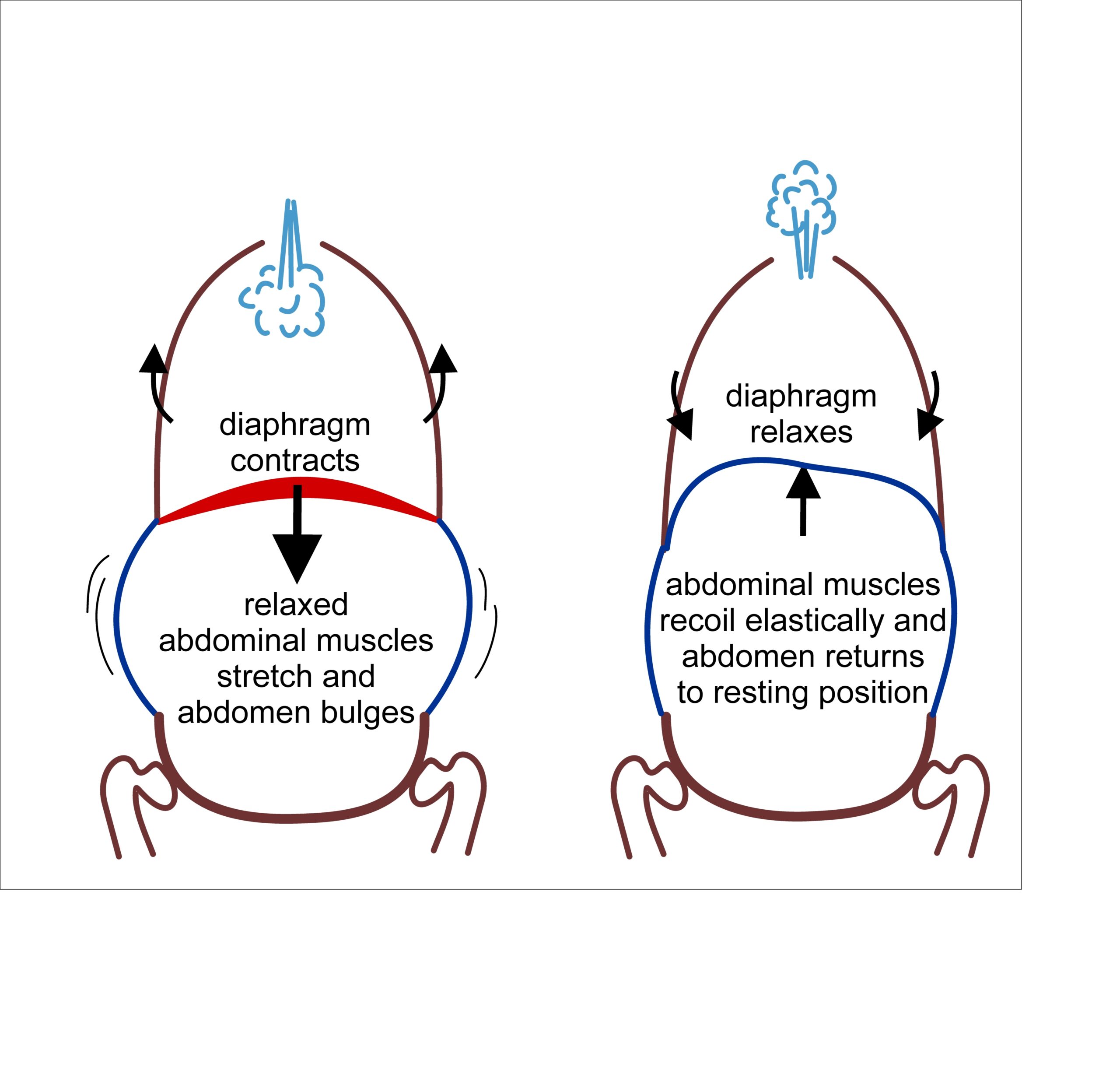 横隔膜の動きを示す呼吸の図